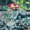 Plants: image2 140 Of 208 Thumb